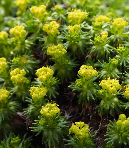 Azorella trifurcata 'Nana' 